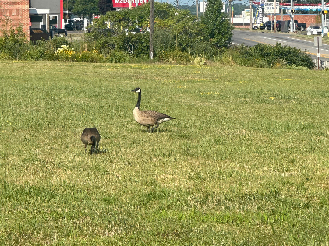 Cobblestone Hotel & Suites - Greenville主图