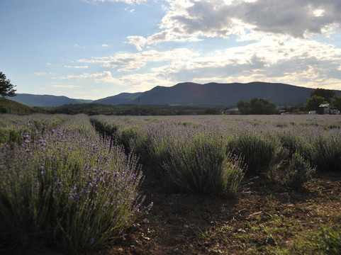 Viva Lavanda Organic Farm-Aromat必去景点