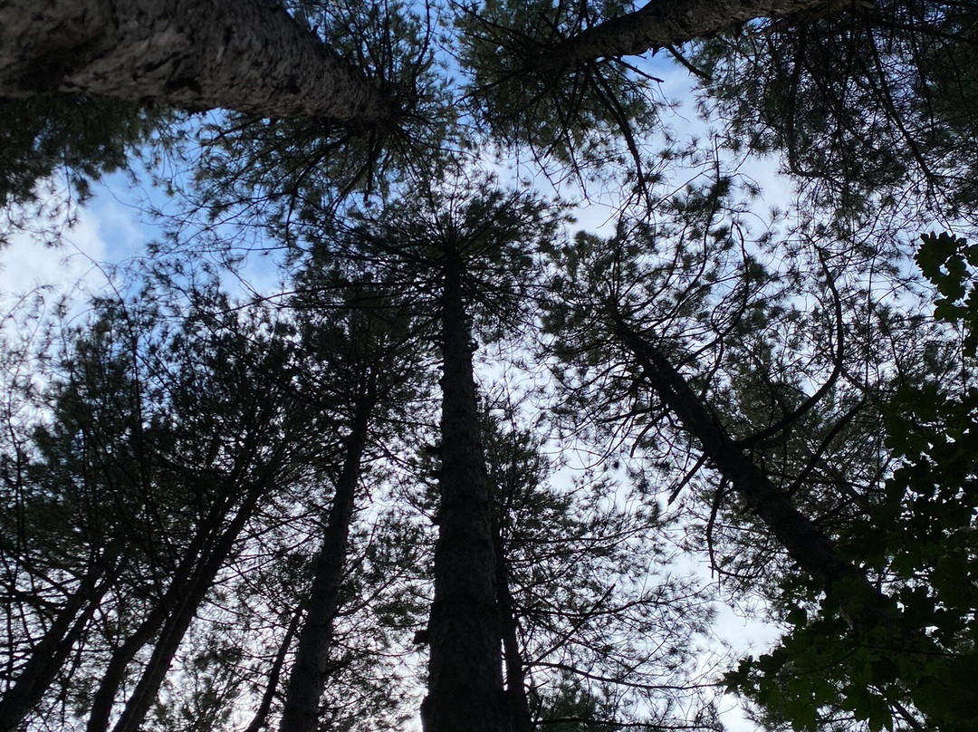 Opalaventure-Camiers必去景点