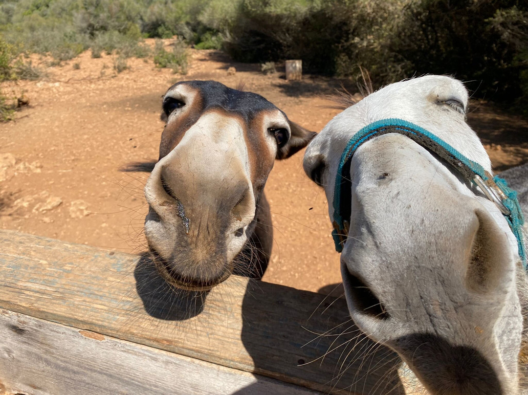 Menorca Donkey Rescue-阿拉约尔必去景点