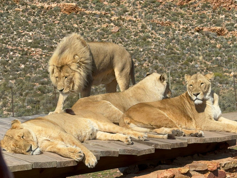 Born in Africa Tours-开普敦必去景点