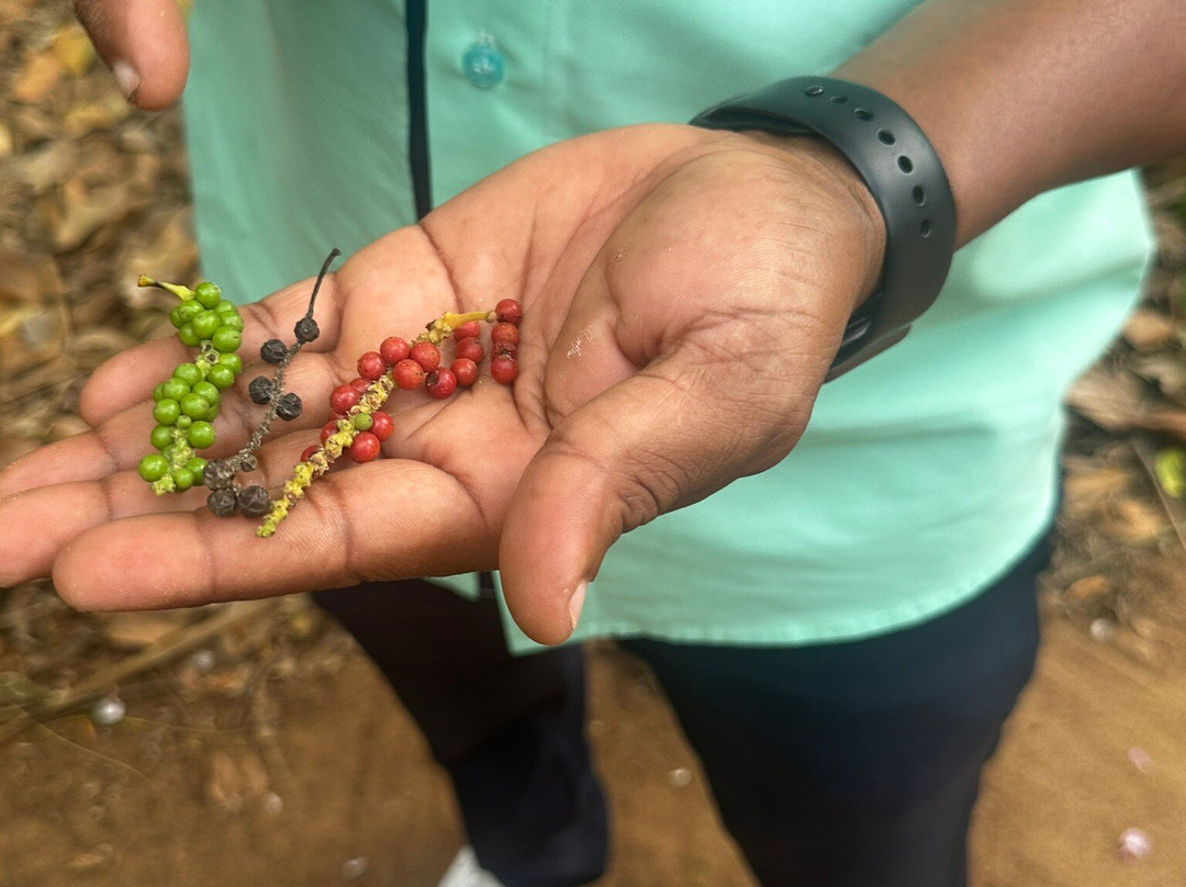 ZanTours Ltd-桑给巴尔市必去景点