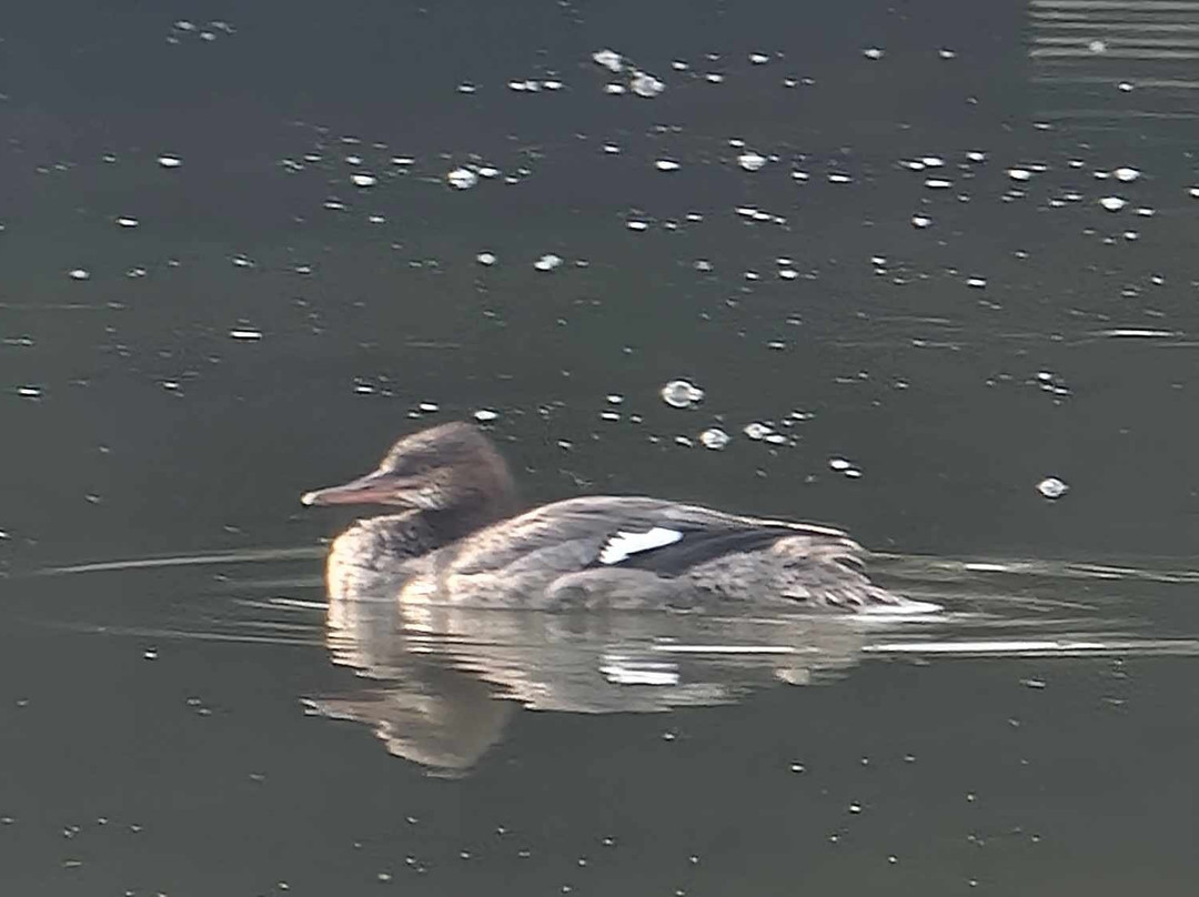 Baxstar Fishing-Detroit Lakes必去景点