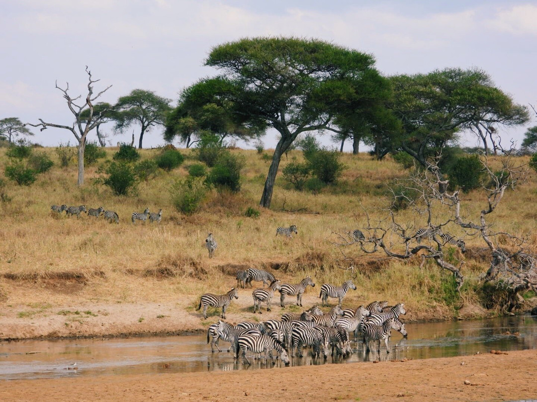 Safari Desire景点图片