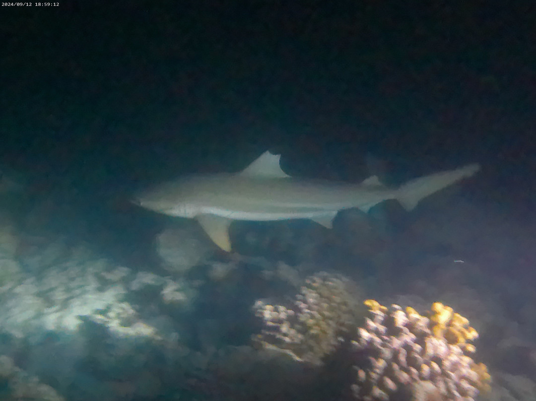 Joy Dive Maldives-萨芙莉岛必去景点