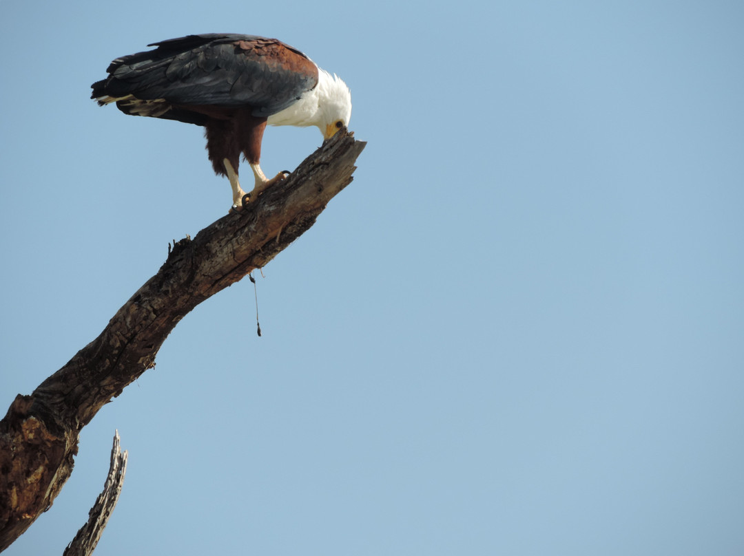 HIDAYA AFRICA TOURS AND TRAVEL-纳库鲁必去景点
