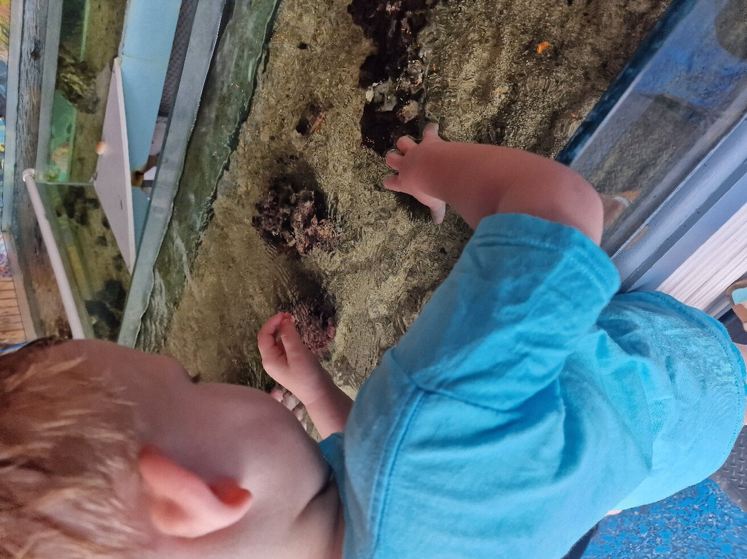 Island Dolphin Care-拉哥岛必去景点