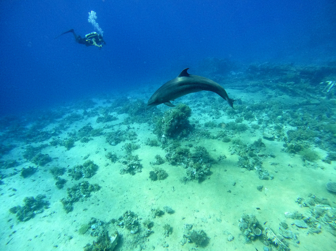 Sharm Scuba Service-沙姆沙伊赫必去景点