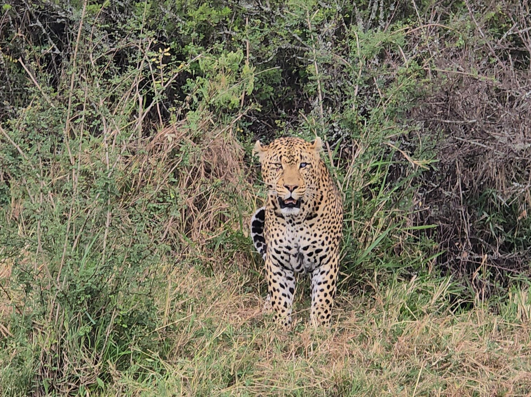 Perfect Safaris Africa-内罗毕必去景点