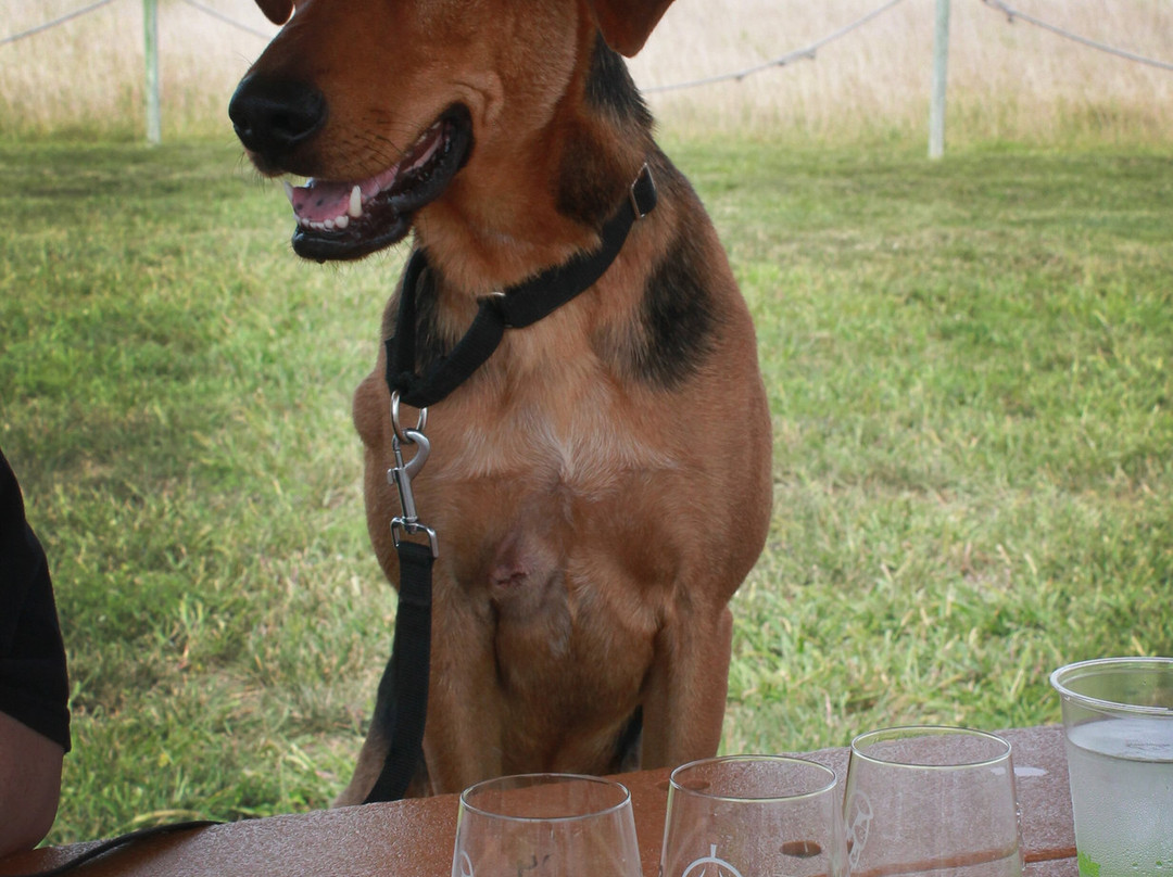 Transparent Brewing Company-Grandview必去景点