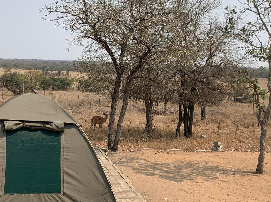 Manyeleti Safari Camp Lodge主图