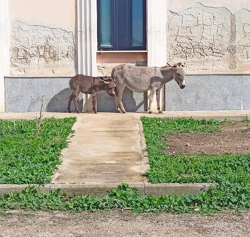 Wild Asinara Park-萨萨里省必去景点