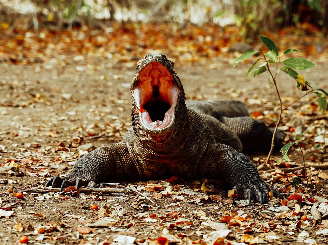 Pt Jemari Bali Project-图班必去景点