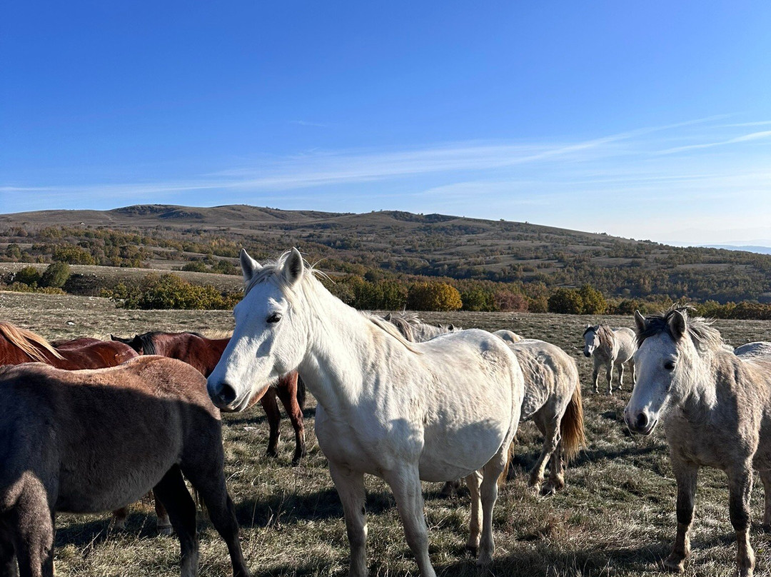 Livno Wild Horses Adventure Tours景点图片