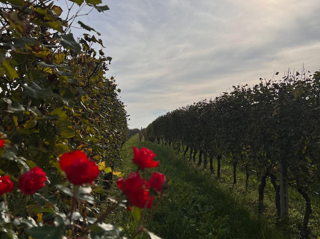 Azienda Agricola Sgreva景点图片