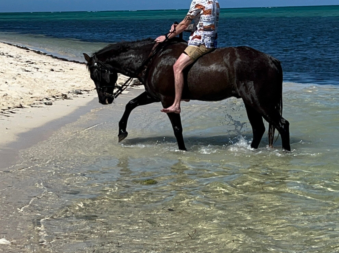Cayman Horse Riding景点图片