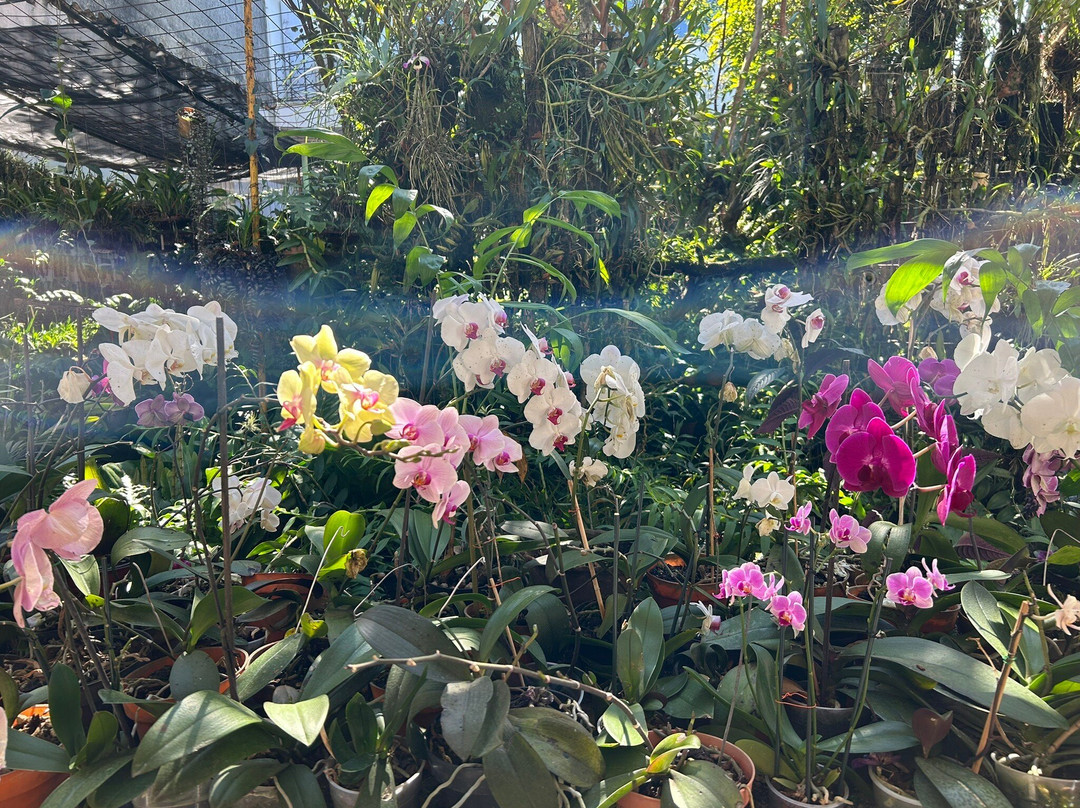 Museo De La Orquídea景点图片