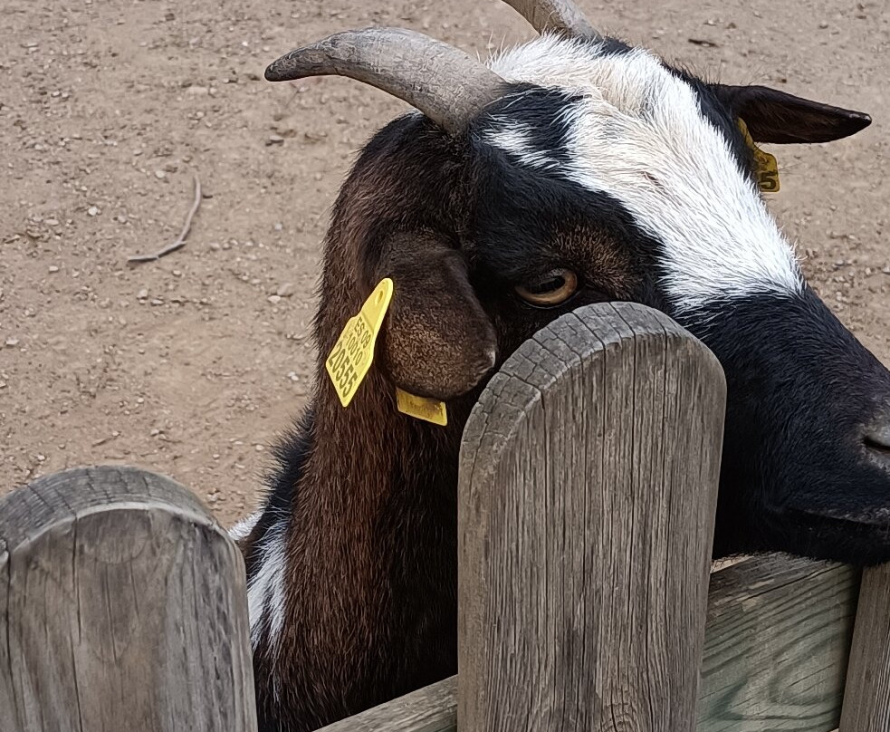 Mollo Parc-Mollo必去景点