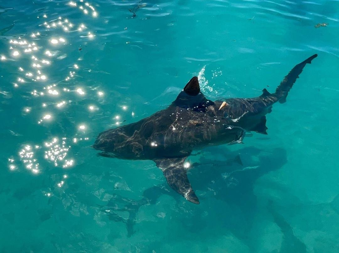 Bimini Big Game Club景点图片
