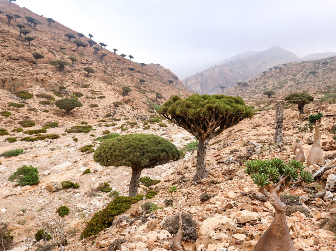 Socotra Trek Tours景点图片