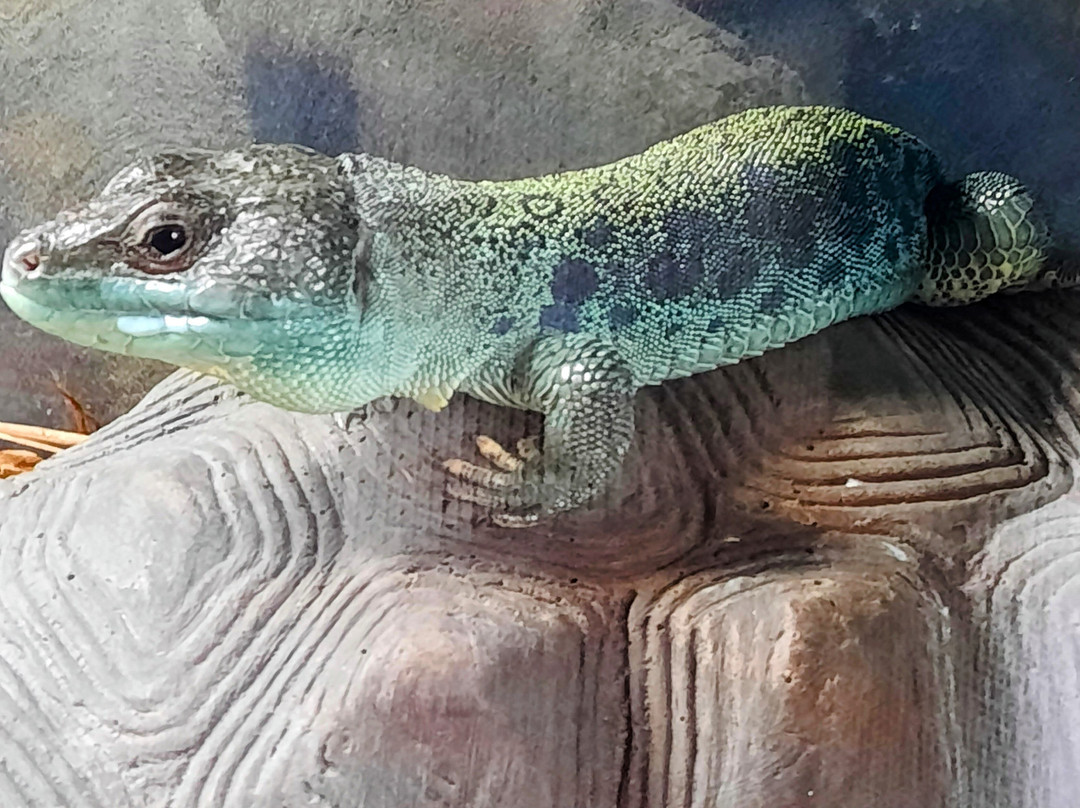 Prehistoric World-Perry必去景点