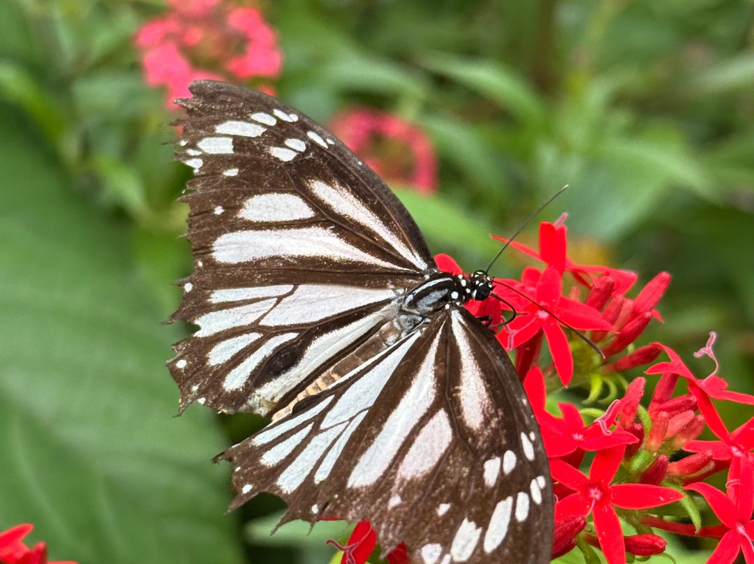 Siquijor Butterfly Sanctuary景点图片