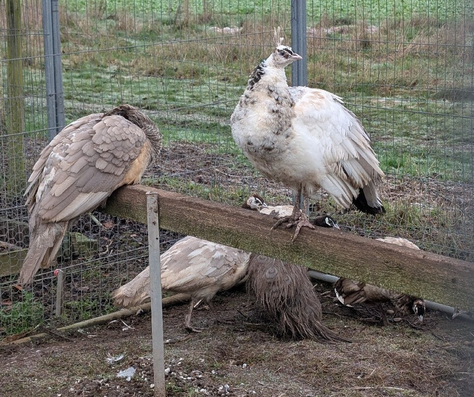 Peacocks Uk景点图片