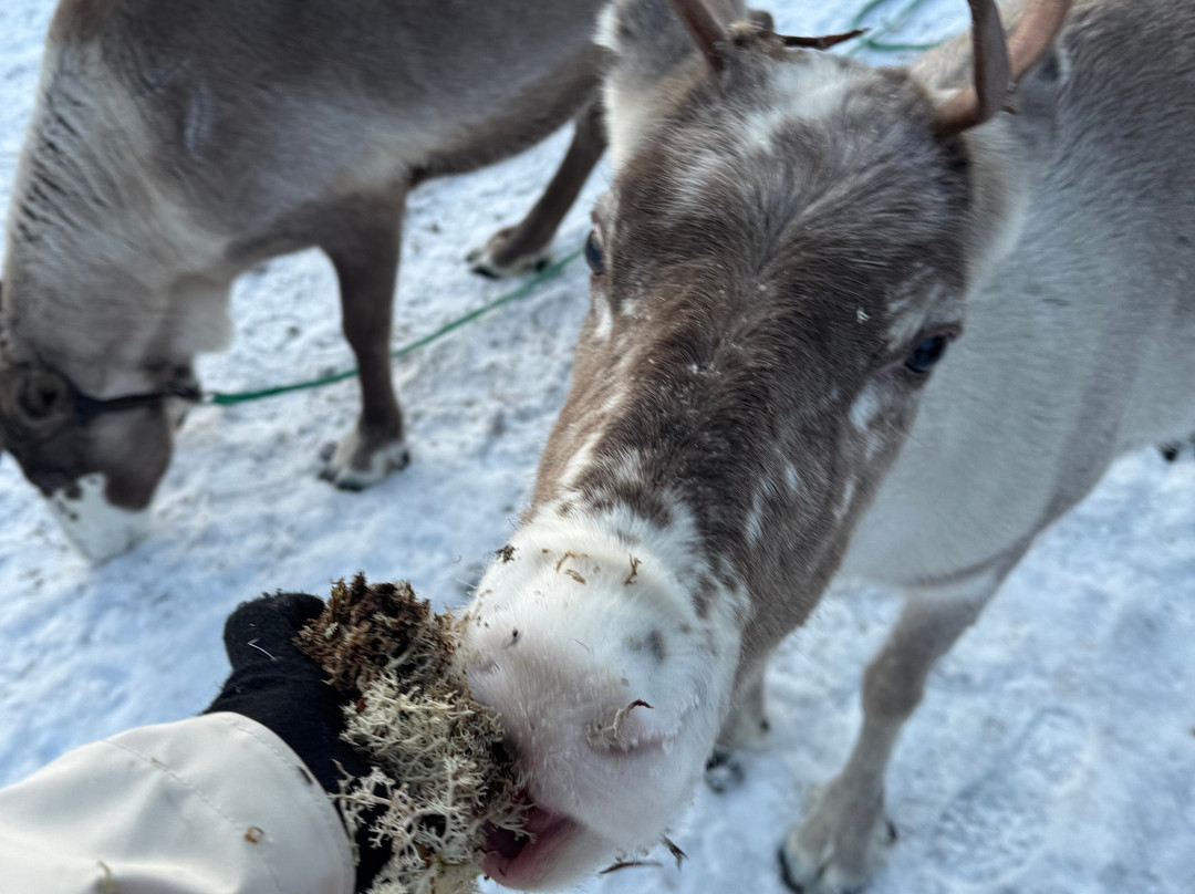 Local Lifestyle Rovaniemi-罗瓦涅米必去景点