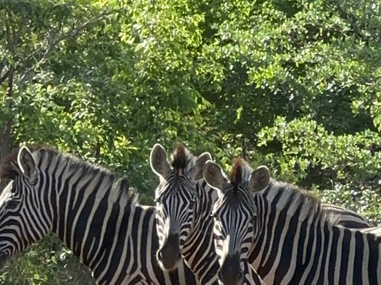 Laluka Safari Lodge主图