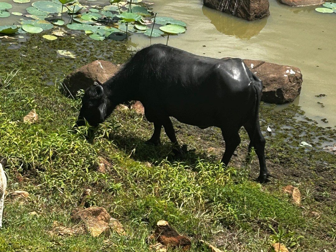 Chiase Travels Srilanka景点图片