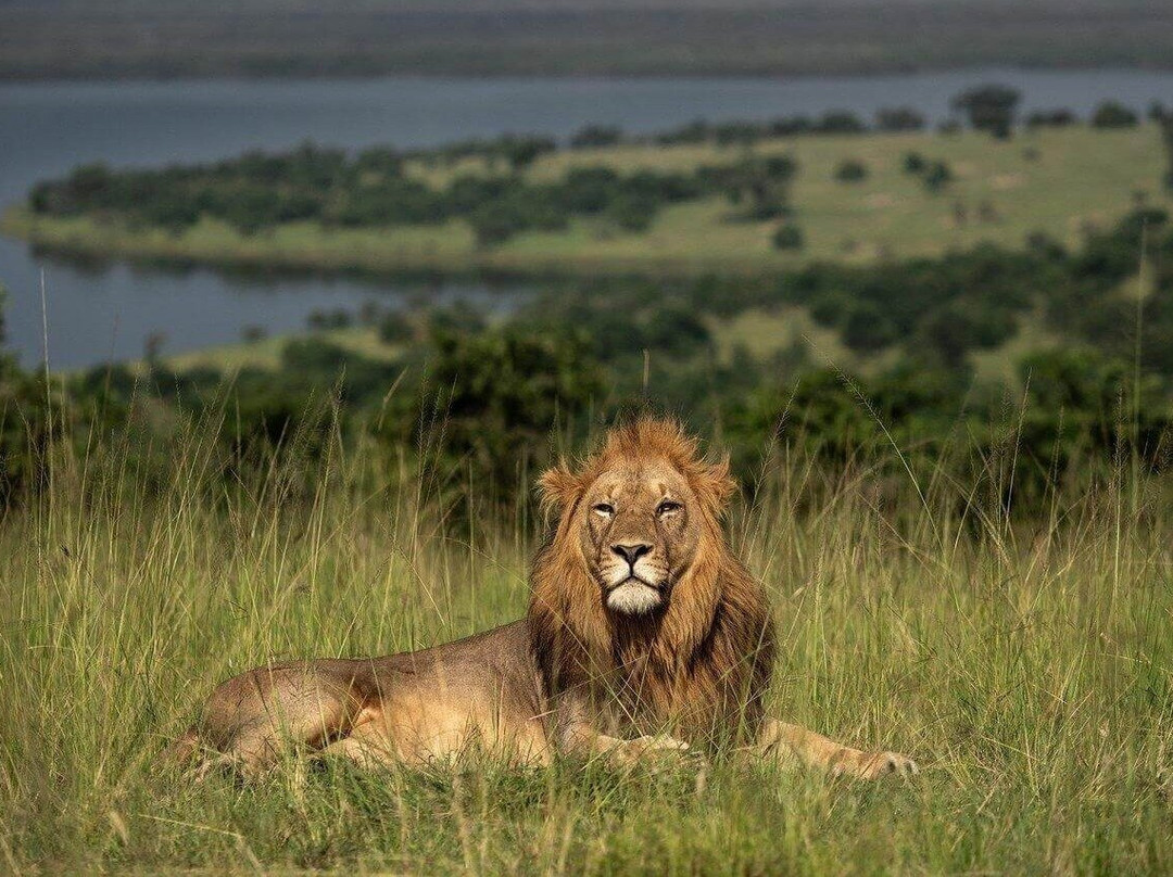 Akagera National Park Safaris景点图片