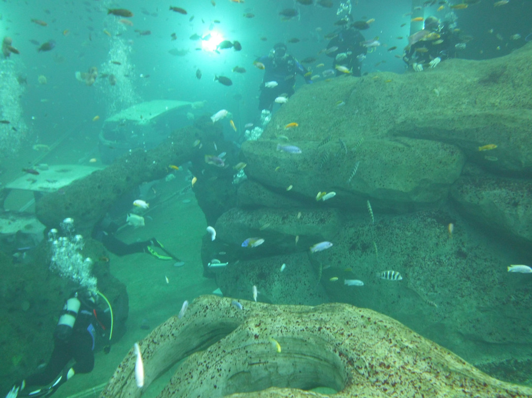 TODI The Ultimate Diving Experience-Beringen必去景点