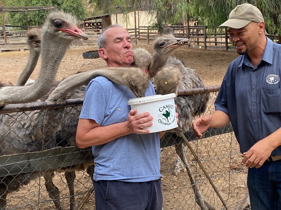 Cango Ostrich Show Farm-奥兹洪必去景点