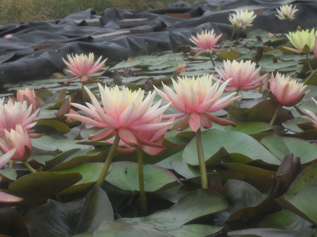 Seerosenfarm-Michendorf必去景点