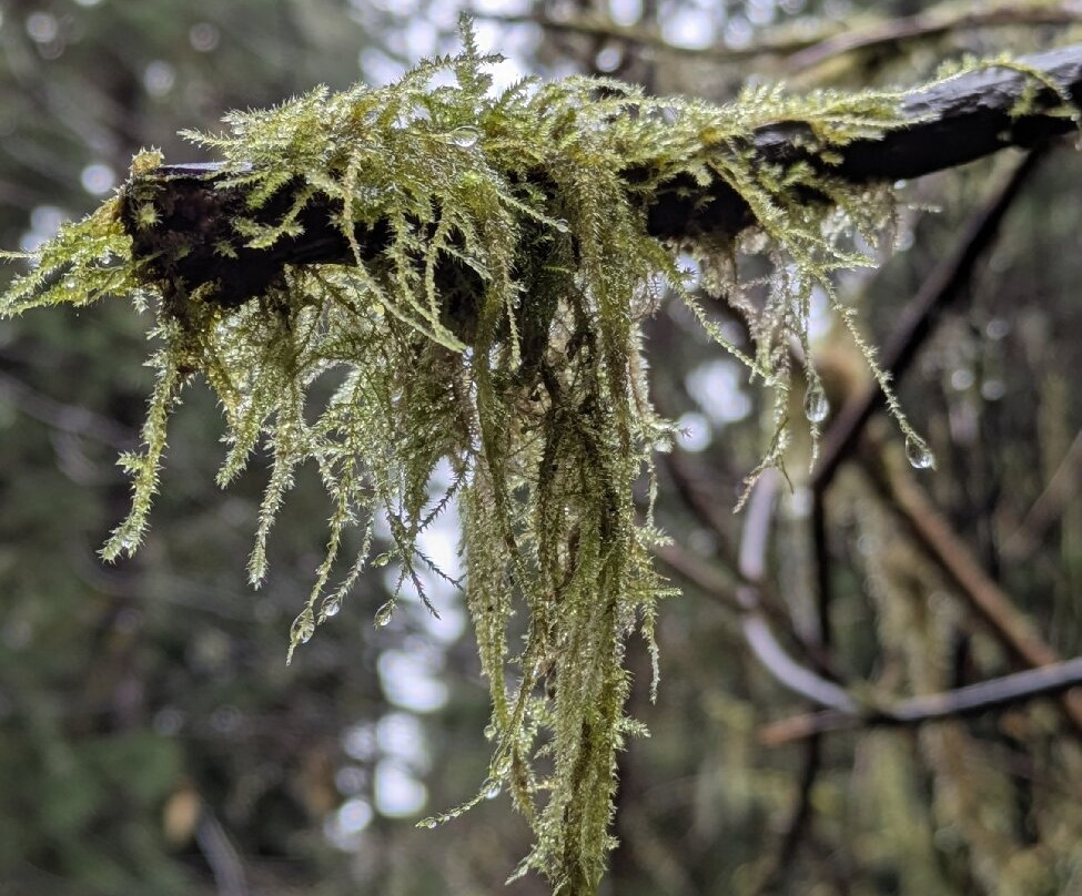 Rain Forest Nature Trail景点图片