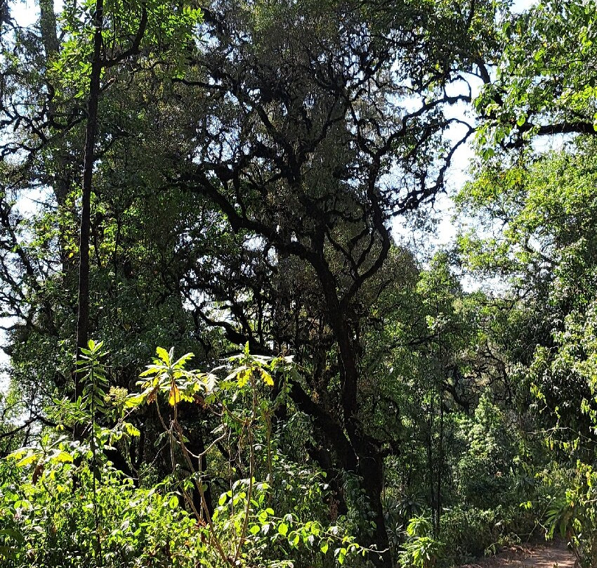 Menagesha Suba Forest Park景点图片