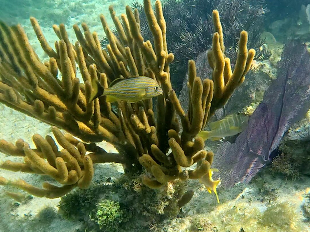 Jungle Tour Adventure-坎昆必去景点