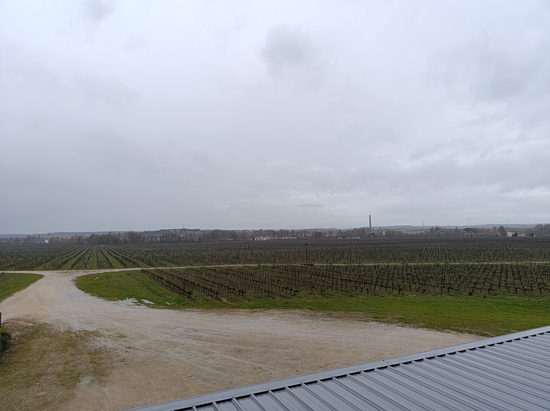 Bodega & Viñedos Martín Berdugo景点图片