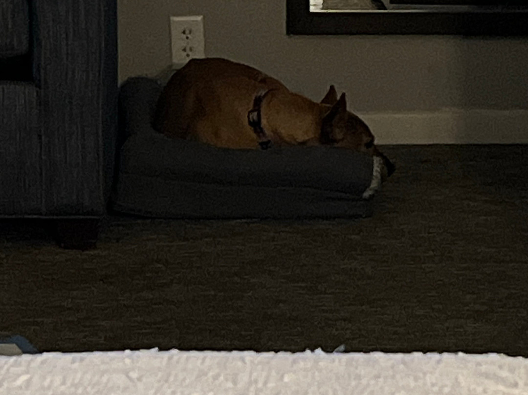 Hampton Inn & Suites Boerne主图