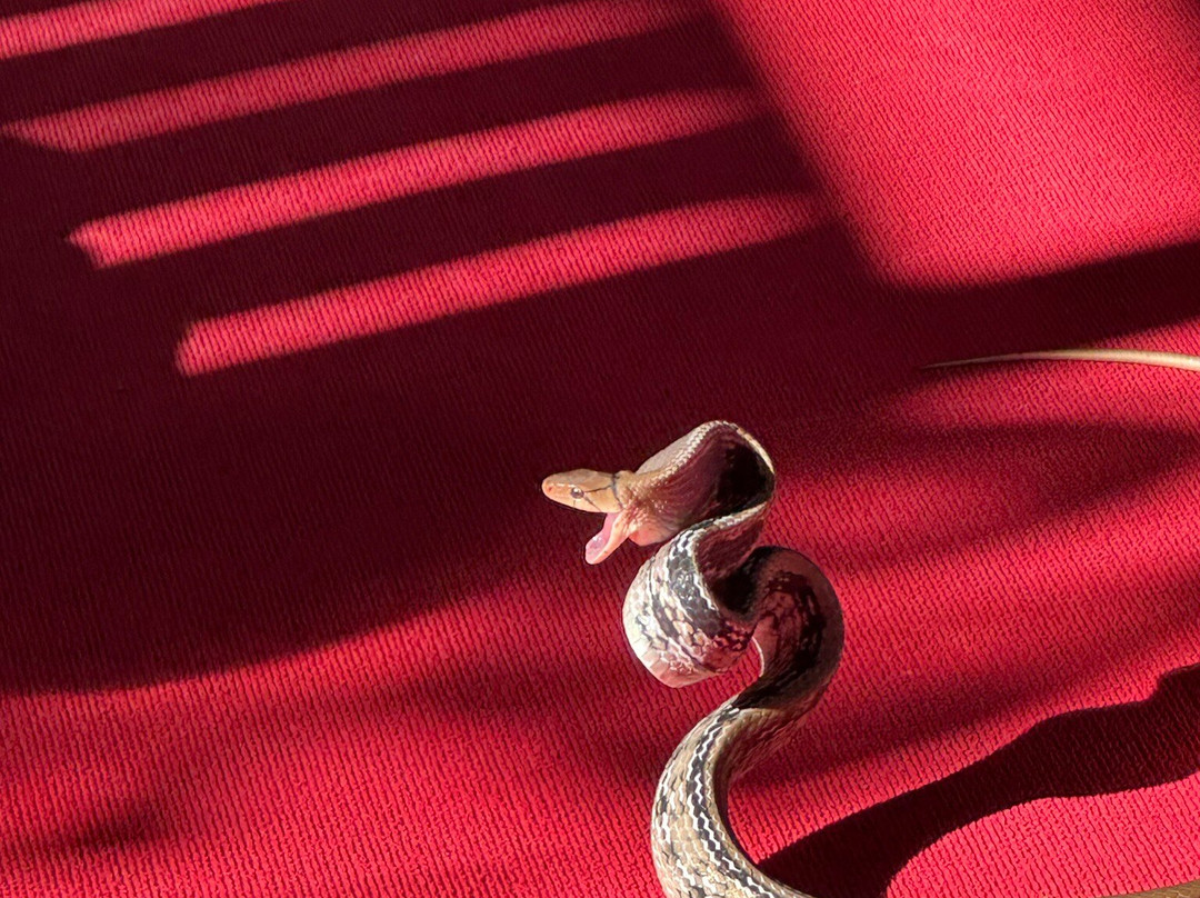 Snake Farm and Monkey School-奥南必去景点