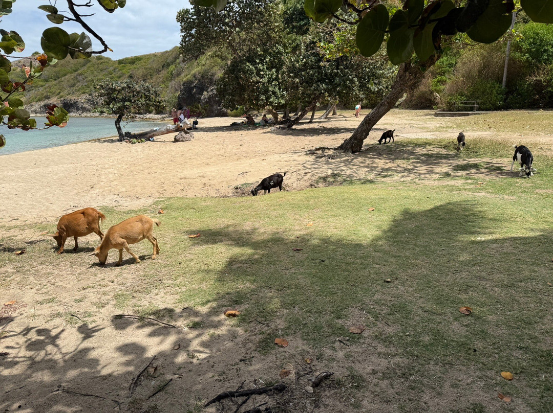 Plage de Pompierre景点图片