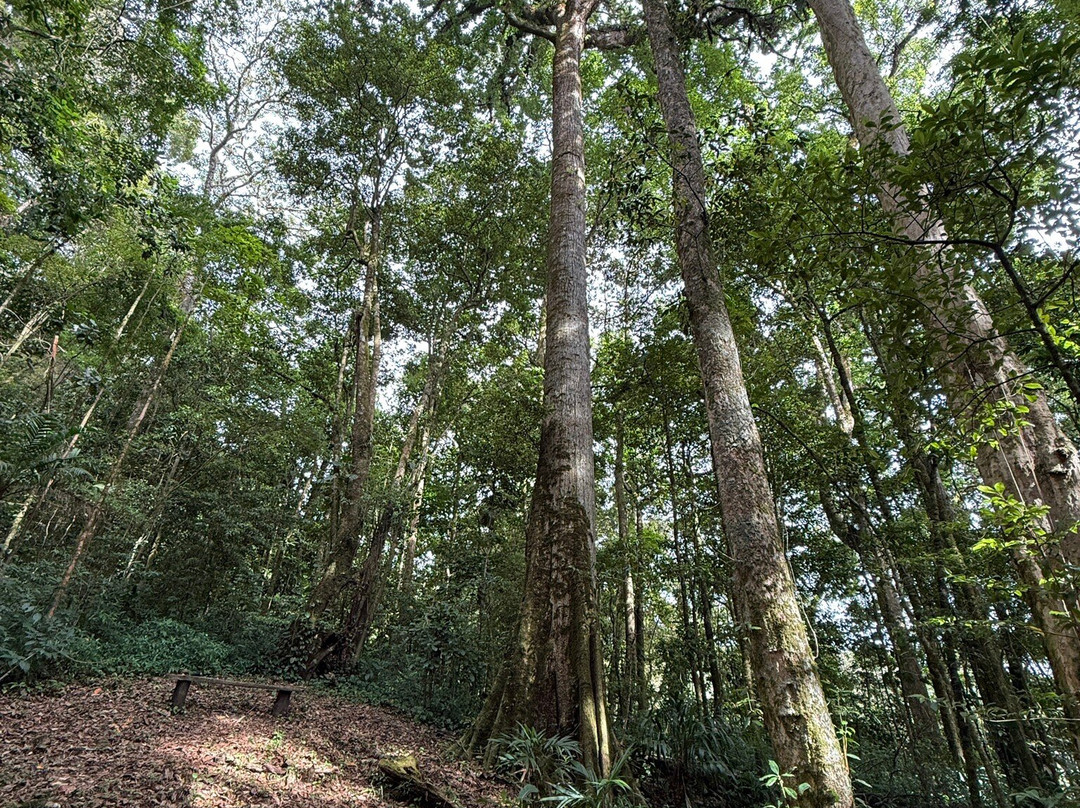 Mount Totumas Cloud Forest主图