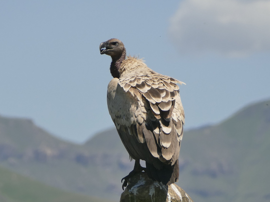Mzimkulu Vulture Hide-安德堡必去景点