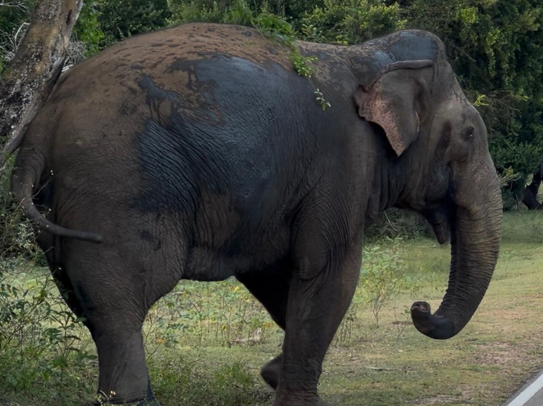 Yala National Park-雅拉国家公园必去景点
