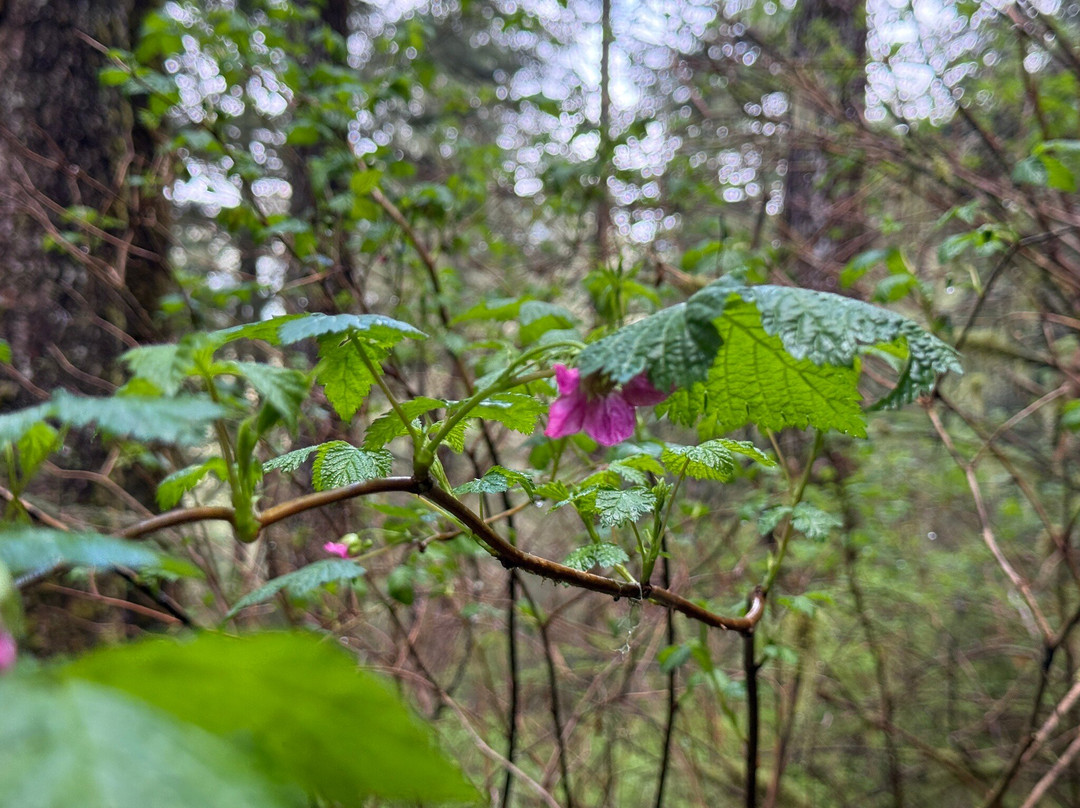 Deer Mountain Trail-凯奇坎必去景点
