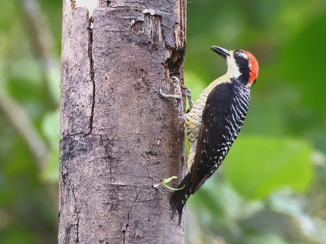 Sachatamia Lodge主图