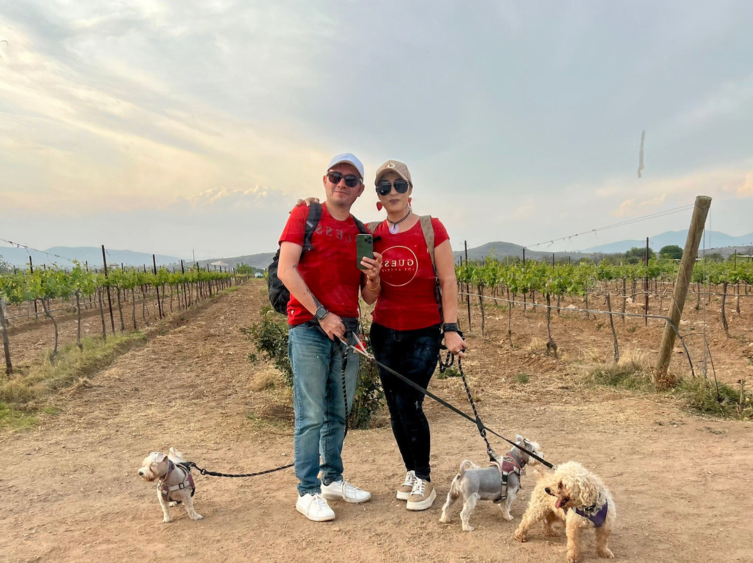 Vinedos La Redonda-Ezequiel Montes必去景点