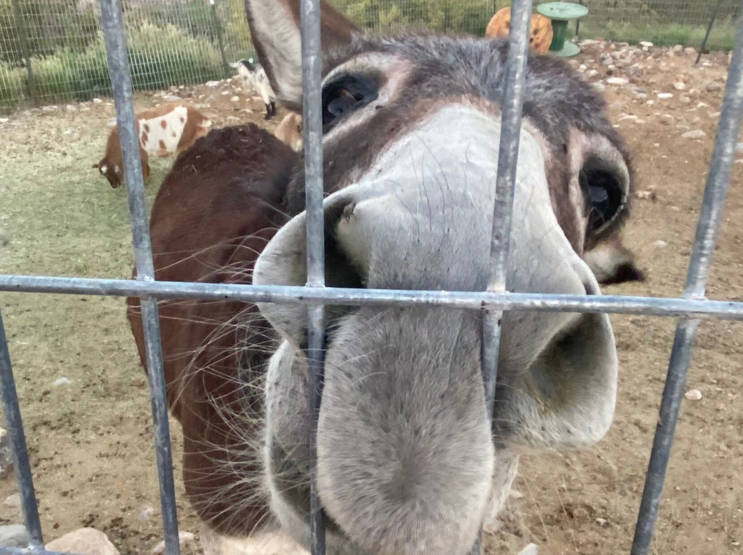 Horsin' Around Adventures-Cornville必去景点
