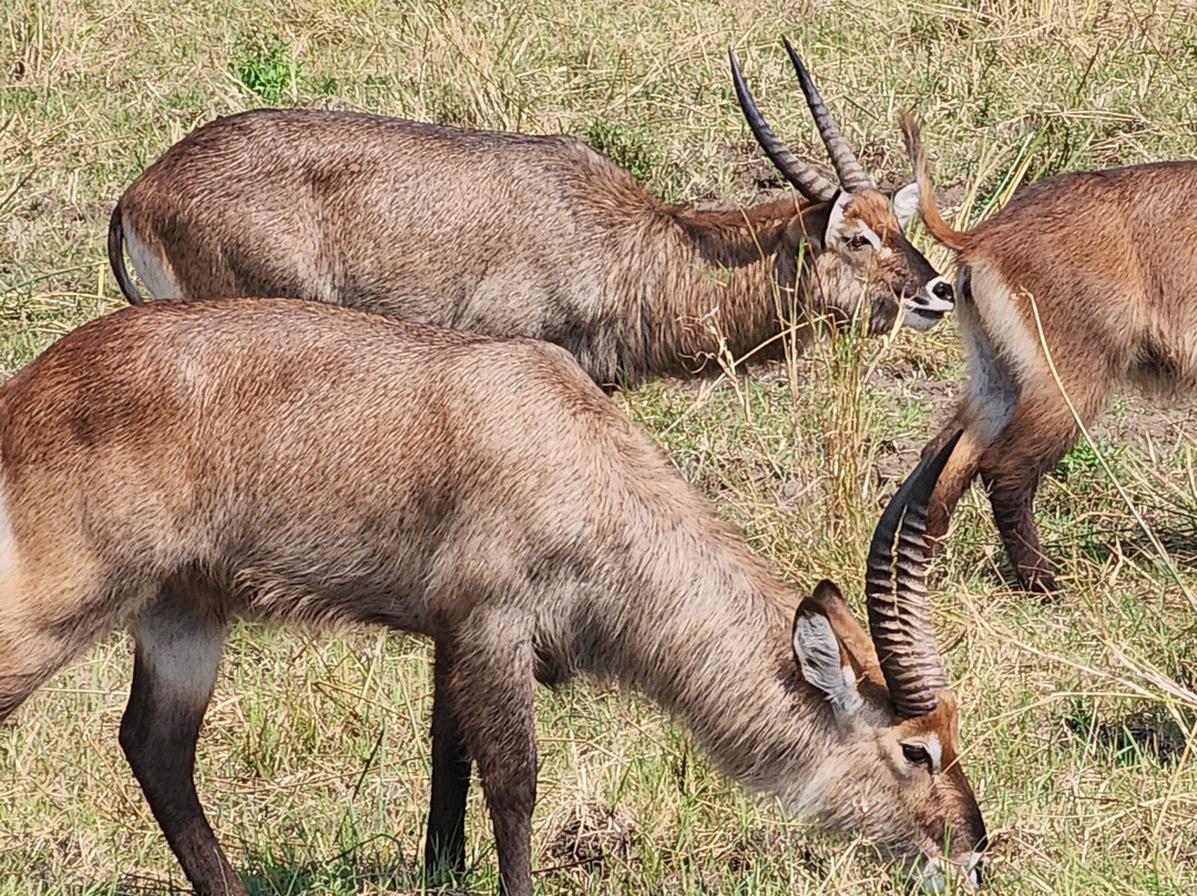 Astellar Travels Africa-内罗毕必去景点