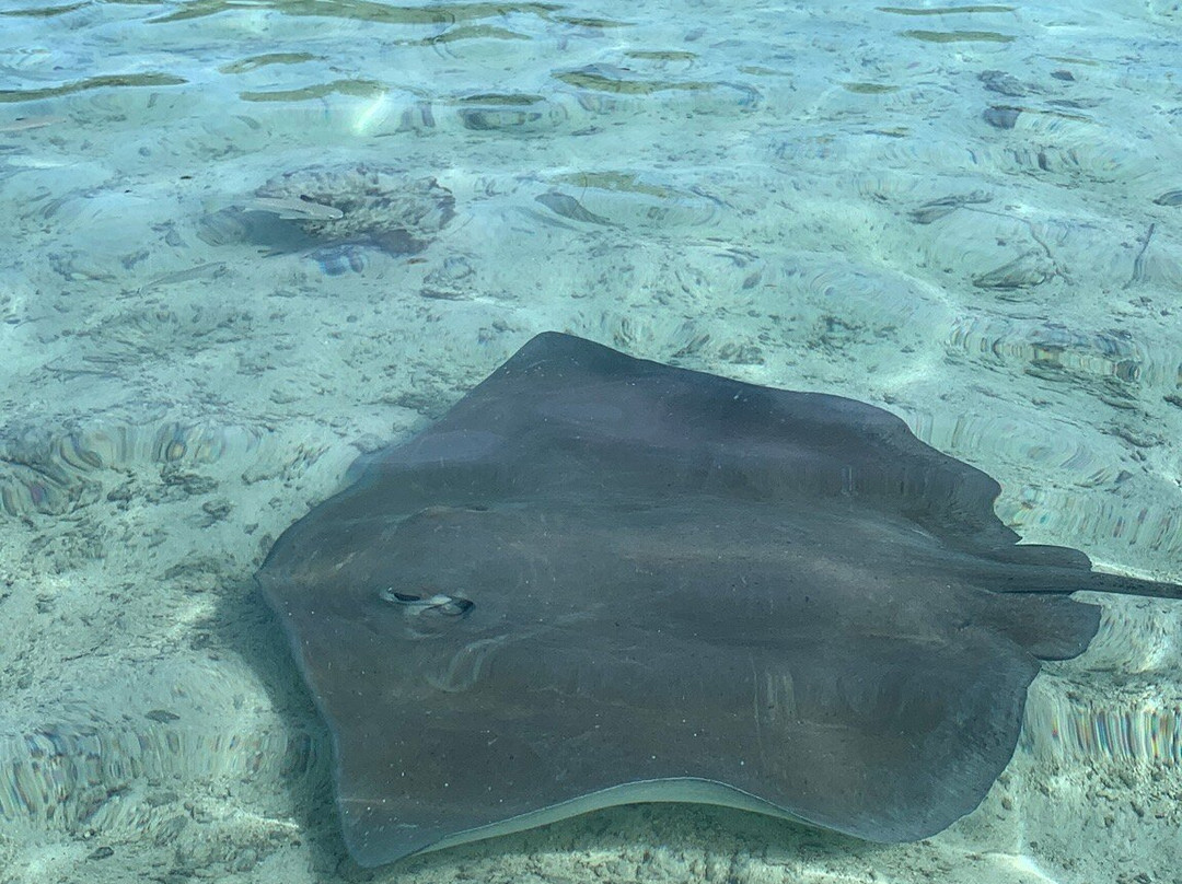 Moorea Tiki Tour-Paopao必去景点